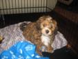 LAST CHANCE TO HAVE THIS CUTIE PIE /8 WEEKS OLD MALE SHIH-POO