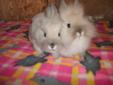 lionhead bunnies / rabbits