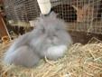 lionhead rabbit / bunny male