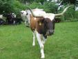 Long horn cows and calves
