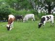 Long horn cows and calves
