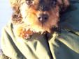 longhair mini dachshund / mini poodle and yorkie cross puppies