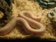 Male Albino California king Snake w/Tank/Extras