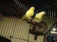 male & female canary's