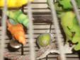 male Parrotlet with cage