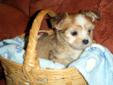 Maltese x Chihuahua pups ONLY 1 LEFT!!