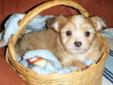 Maltese x Chihuahua pups ONLY 1 LEFT!!