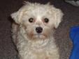 Maltese X dog and Poodle X dog in need of Loving Homes!