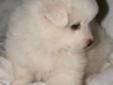 Miniature Eskimo spitz puppies! only 2 left!!