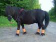 Miniature Shetland Pony for on farm lease. NOT FOR SALE!!
