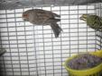 mix couples for sale {{ Green finch Male +Canary female }}