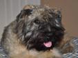 My Bella Bear's Bouvier Pups 4sale - Go Home Date December 15th