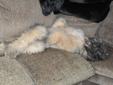 My Bella Bear's Bouvier Pups 4sale - Go Home Date December 15th