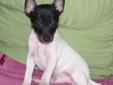 ONE Tiny Toy Fox Terrier Puppy