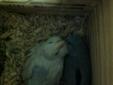 Pair of Pastel Blue Parrotlet Proven Breeding Pair