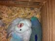 Pair of Pastel Blue Parrotlet Proven Breeding Pair