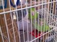 Parrotlet and cage
