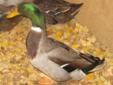 PETS: 2 Male Rouen Ducks & 1 Columbia Rooster