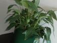 Plantes vertes / houseplants