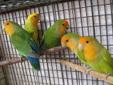 Proven pairs of Orange Face Love Birds