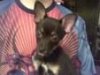 Pure Bred Micro T-cup Male Chihuahua puppy