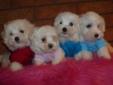 PURE WHITE TINY TOY AND TOY MALTESE PUPS