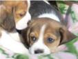 Purebred Beagle puppies pups Parents on Site Ready to go!
