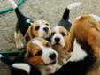 Purebred Beagle puppies pups Parents on Site Ready to go!