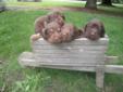 Purebred Chocolate Labrador Retriever Puppies