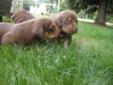 Purebred Chocolate Labrador Retriever Puppies