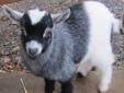 Pygmy Goat For Sale