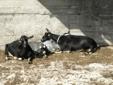 pygmy goat sisters for sale