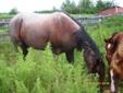 REDUCED $$ AQHA Registered Horses-For Sale