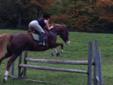 Reduced saddlebred/quarter horse