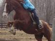 Reduced saddlebred/quarter horse