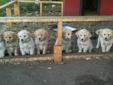 Retriever Puppies!Only 1 left!