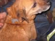 Senior Male Dog - Beagle Terrier: 