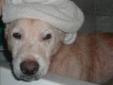Senior Male Dog - Corgi Terrier: 