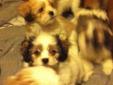 Shih Tzu / Lhasa Apso Puppies