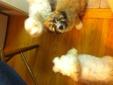Shih Tzu & Poodle Mixed Puppies