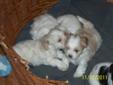 Shih tzu Poodle Puppy for sale