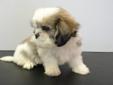 SHIH TZU PUPPIES READY TO GO NOW!