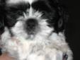 Shih Tzu puppy for sale - Ready to go to a new home