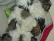 Shihpoo Pups Happy Healthy Ready to go