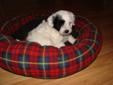 Shihpoo (Shih Tzu, Poodle) cross puppies for sale.