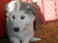Siberian Husky Puppies for Sale.. 