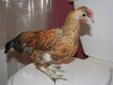 Silkie Hens / Banty, Silkie cross hens