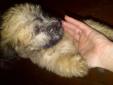 Soft coated Wheaten terriers Ready to go!