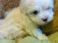 Teacup Maltese Puppies - only 1 left!!