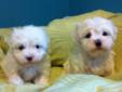 Teacup Maltese Puppies - only 1 left!!